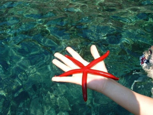  Red starfish 